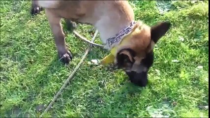 Malinoise  f Lika   11 mois par Cailin Marcelle www.educateurcanin.com resultats en 7 leçons  2016