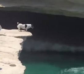 A little dog jumps off the deep end!