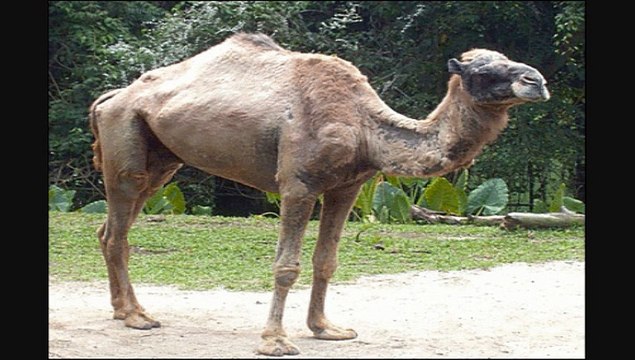 به کودکان خود بیاموزیم اگر ما وارد طبیعت شویم، حیوانات نیز وارد شهرها خواهند شد. طبیعت و حیوانات را آنگونه که هستند بشناسیم.