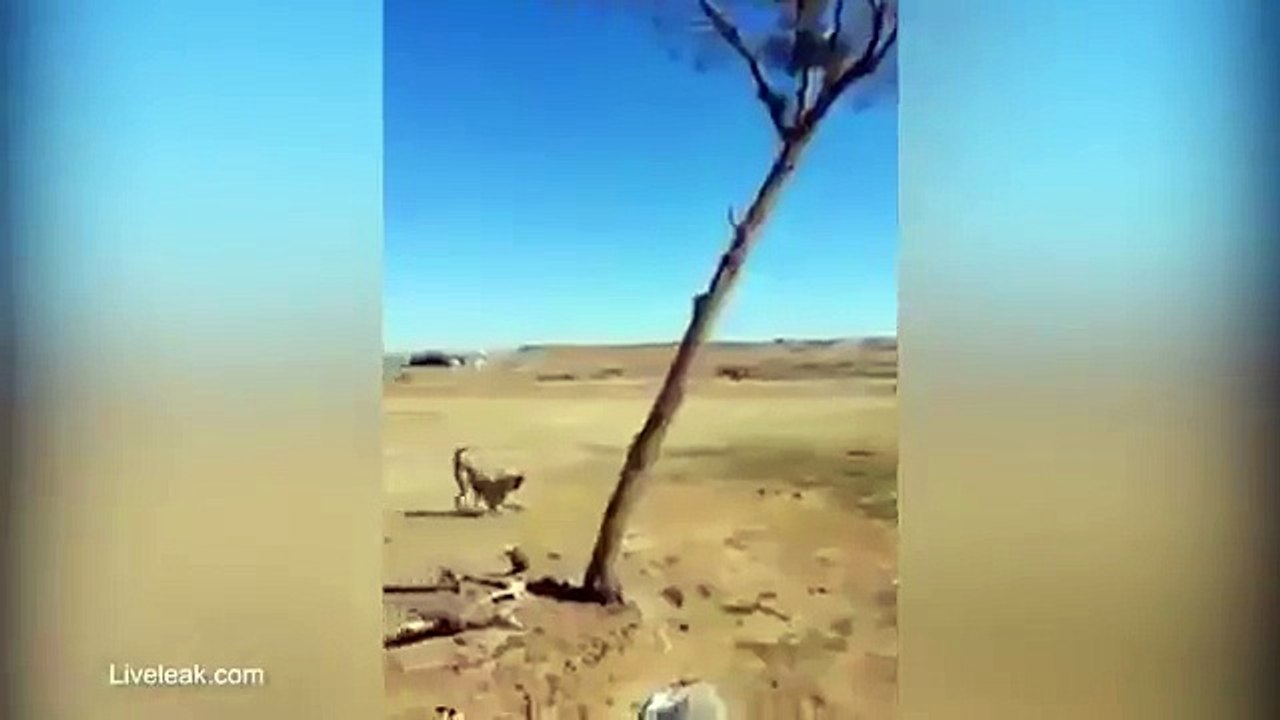 Video shows a dog chase cat only for the feline to launch an amazing aerial attack