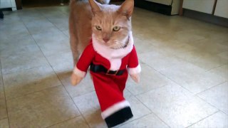 Cat Dreseed As Santa Does Can-Can Dance