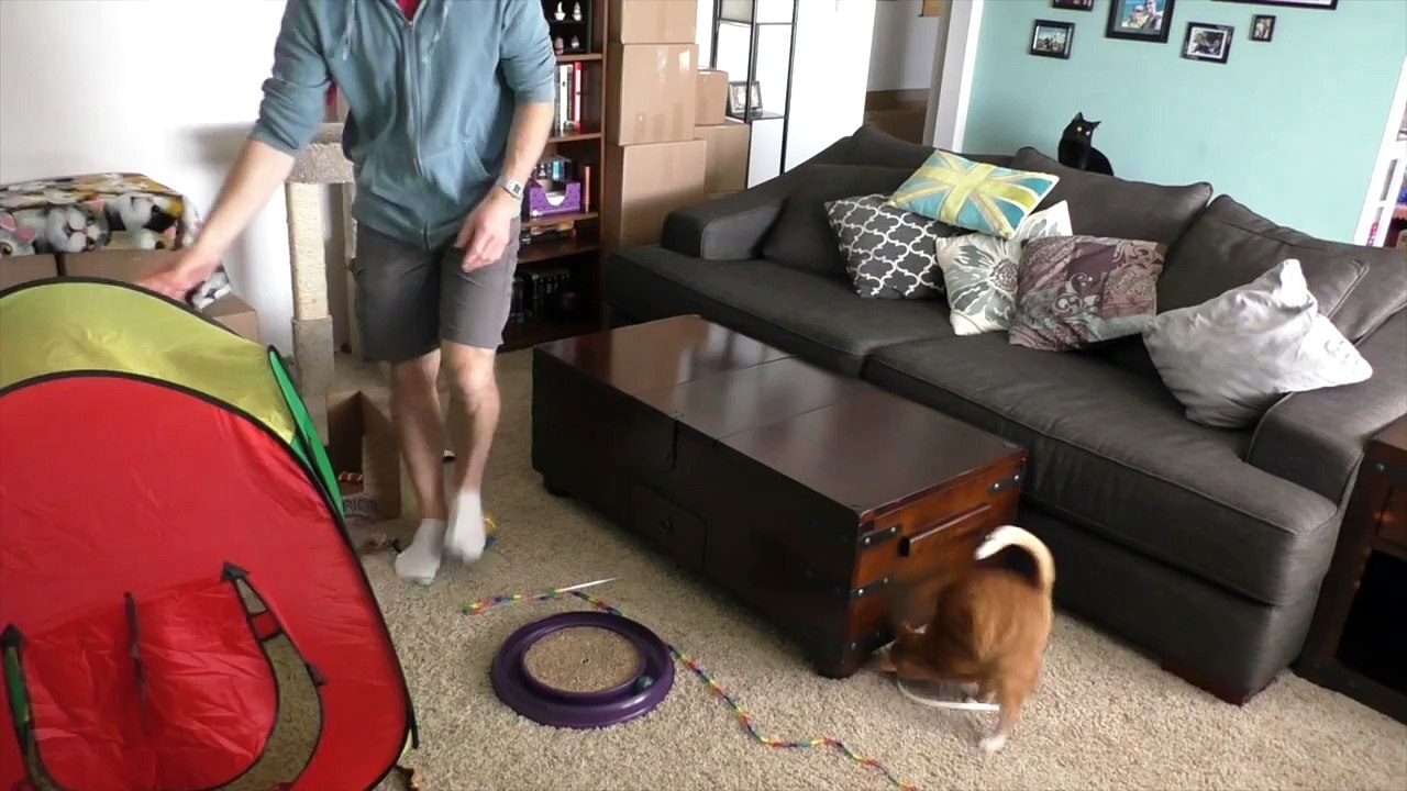 Cat Birthday Surprise: Packing Paper Maze!