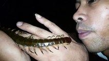 Gros centipède en Thaïlande