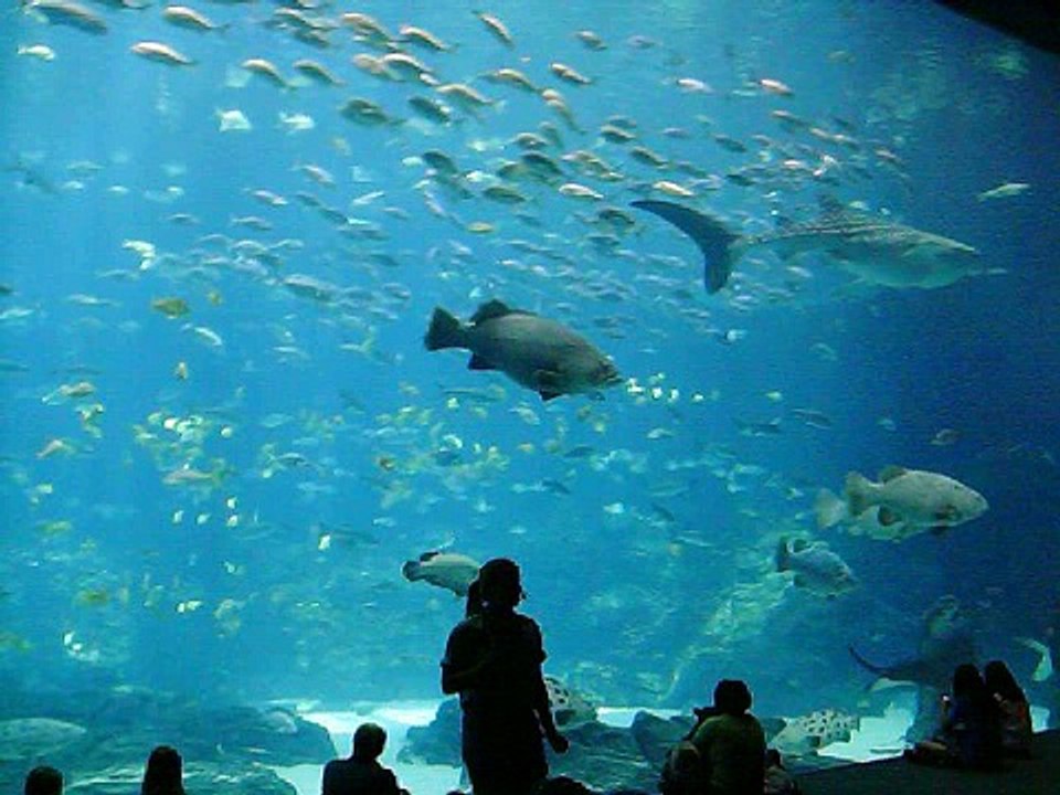 Georgia aquarium with whale sharks