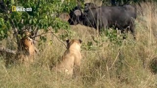 Discovery channel animals documentaries - Botswana Lion - Nature documentary 2016 Animal p