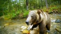 Discovery channel animals documentaries - Wolves vs Grizzly Bears - Nature documentary Ani