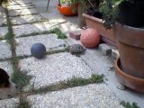 Turtle and Dog are playing with a ball