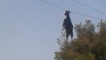 Goat Hanging From Power Lines!!!
