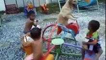 Just a dog chilling on a carousel with his mates