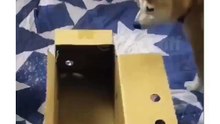 Cute Dog inside a Box