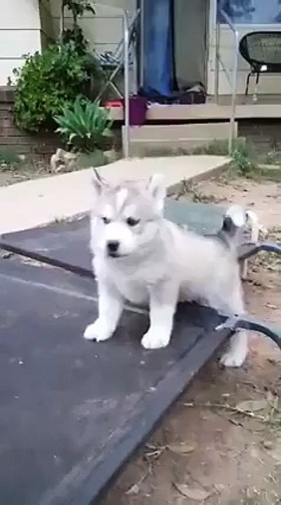 Funny argue between puppy and Dad