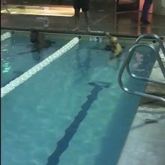 Jon Bones Jones vs Bj Penn In The Swimming Pool