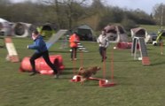 VIDEO. Des chiens en démonstration d'agility à Châteauroux