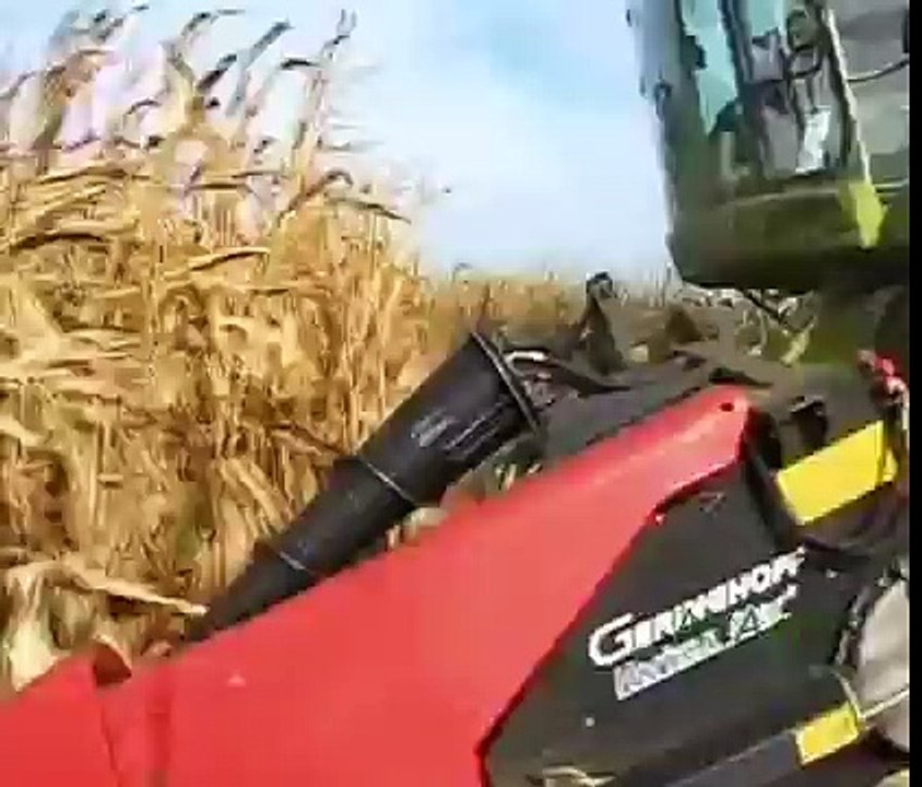 CLAAS Lexion 600 en 12 rangs à la moisson du Maïs en 2008