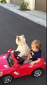 Dog drives little Boy in car.....Daisy Driving Oliver