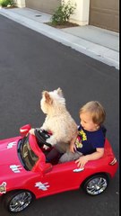 Dog drives little Boy in car.....Daisy Driving Oliver