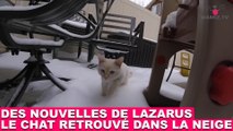 Des nouvelles de Lazarus, le chat retrouvé dans la neige ! Maintenant dans la minute chat #170