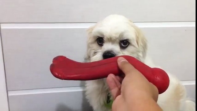 sevimli köpeğin şirin ve komik halleri