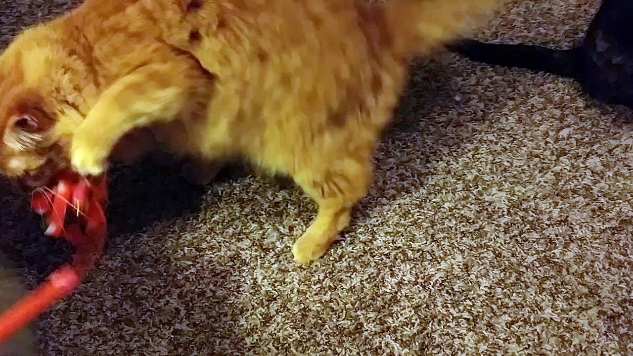 Kitties get excited to play before bed