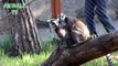 Cute Newborn Ring Tailed Lemur Playing With Parents in Tbilisi Zoo - Funny Animals Channel