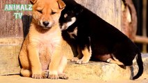 Funny Dogs Who Lost The Fight Against Sleep - Dogs Trying To Stay Awake - Funny Animals Channel