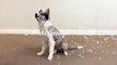 Wish the Border Collie Puppy Freestyle Tricks 12 Wks - Funny Animals Channel