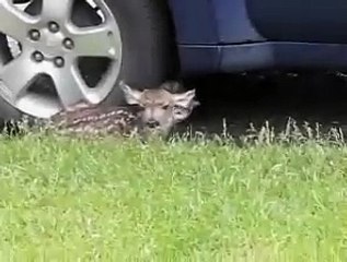 Un chat défend un enfant face à l'attaque d'un chien !