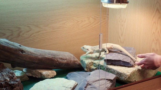 RSPCA - Chris Packham talks about exotic pets