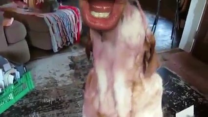 Des chiens avec une bouche d'être humain
