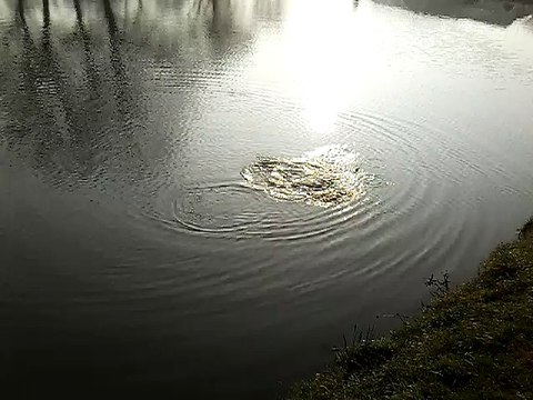 PECHE A LA TRUITE PLAN D'EAU DE ROCHE BLANCHE 2016