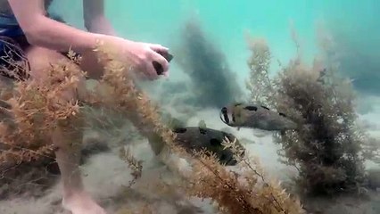 Sauvetage d'un poisson porc-épic