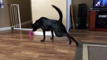 Yoga Dog Can t Reach Toy