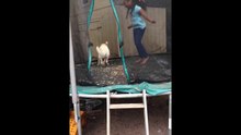 Labrador dog Jumps on Trampoline