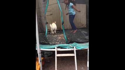 Labrador dog Jumps on Trampoline