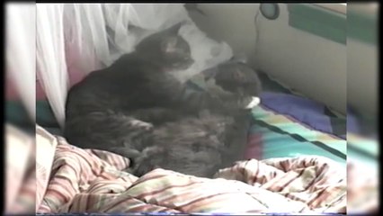 Valentine's Day Animal Companions