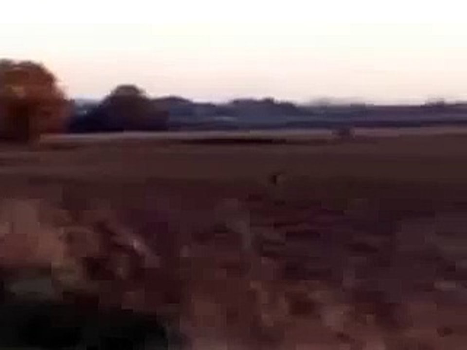 Eagle Attacks Baby Deer