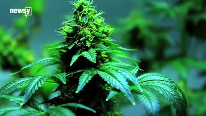 Medical Experts Are Declaring War On The 'War On Drugs' - Newsy