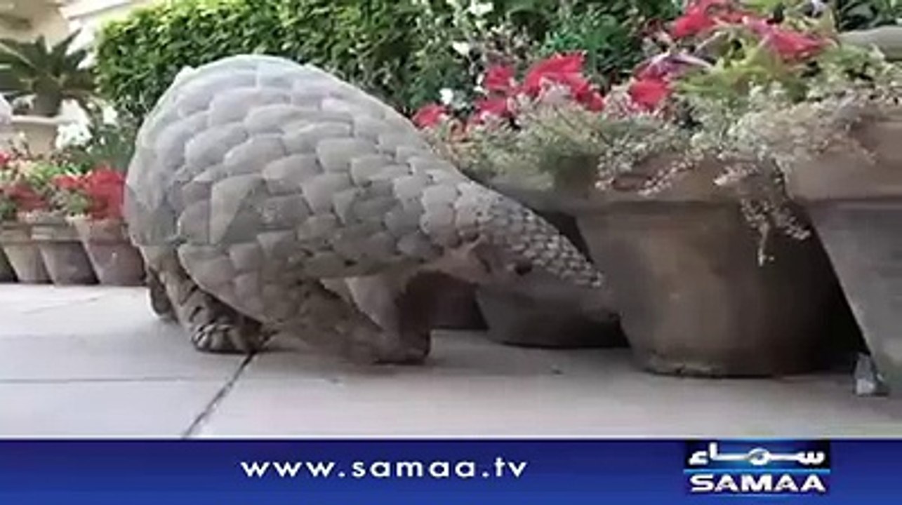 Pengolin In Karachi
