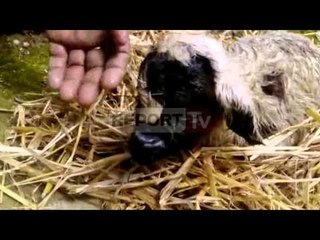 Report TV - Fier, delja lind qingjin me katër sy bisht në ballë dhe pa hundë