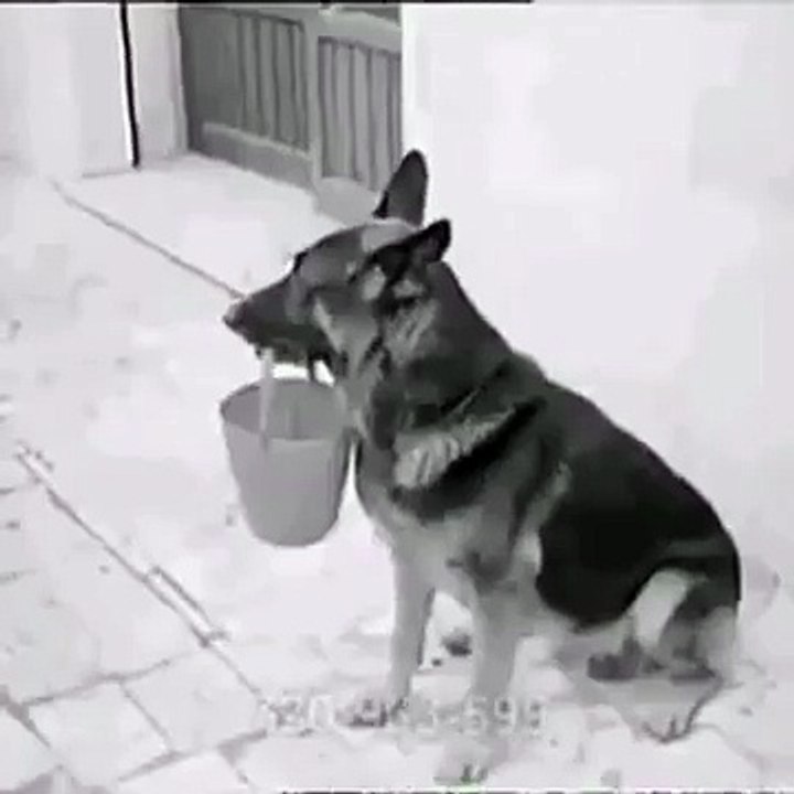 Amazing Dog Video