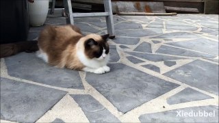 Timo the Cat vs Fly