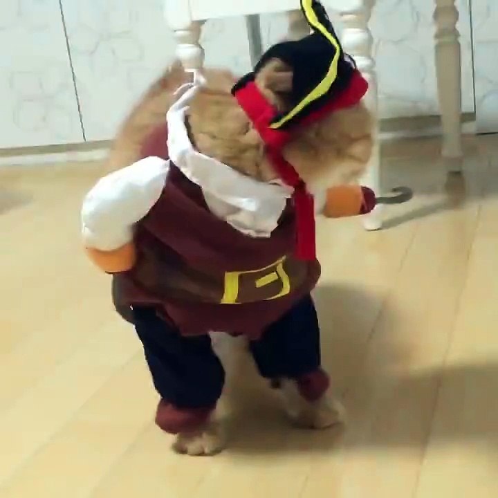 Cute Pirate Cat