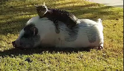 Amitié improbable : un chat et un cochon