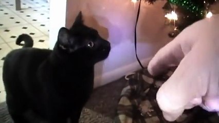 Talking Kitty Cat 24 - What's Christmas_