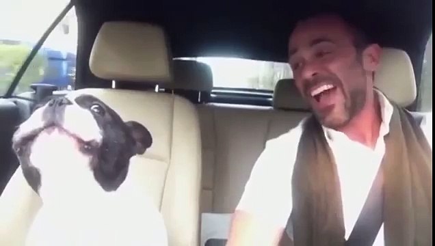 Şarkı Söyleyen Sahibine Eşlik Eden Müthiş Yetenekli Köpek