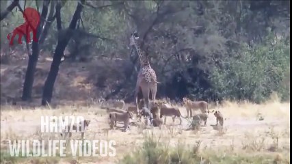 Lions VS Giraffe Fight to the death