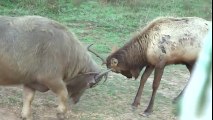 Water Buffalo VS. Bull Elk