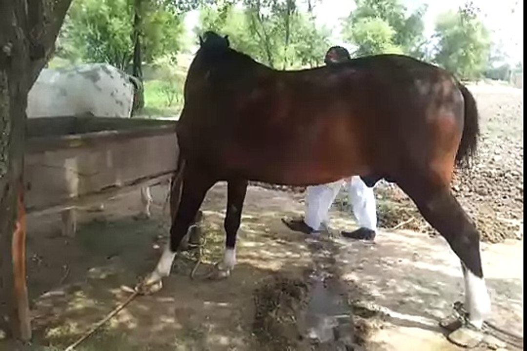 Kumaid