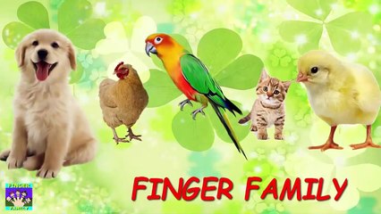 Finger Family Nursery Rhymes | Animal Finger Family Songs Collection | Learn Wild Animals