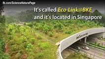 Ce pont écologique permet aux animaux de passer sur une route très fréquentée